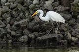 Great Egret  129