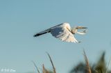 Great Egret  138