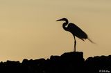 Great Egret  139