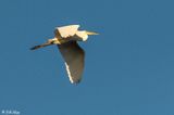 Great Egret  142