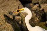Great Egret  151