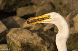Great Egret  152