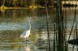 Great Egret  158