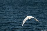 Great Egret  162
