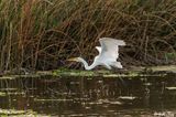 Great Egret  167