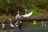 Egrets  187