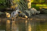 Great Blue Heron with Crawfish  162