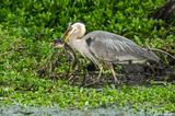 Great Blue Heron with Catfish 163 