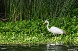 Great Egret  196