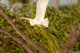Great Egret  203