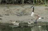 Canada Geese  72