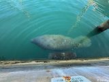 Manatees, Key West Historic Seaport  20