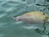 Manatees, Key West Historic Seaport  31