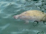 Manatees, Key West Historic Seaport  32