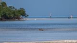 Racoon, Snipes Keys  1