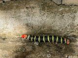 Frangipani Hornworm (Giant Sphinx Caterpillar)   2