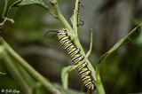 Monarch Butterfly Caterpillar  9
