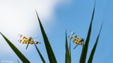 Halloween Pennant Dragonfly  3