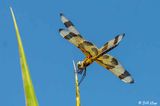 Halloween Pennant Dragonfly  5