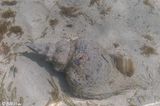 Horse Conch, Marquesas Keys  1