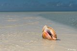 Queen Conch, Marquesas Keys  5