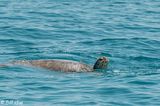 Green Sea Turtle, Marquessa Keys  1