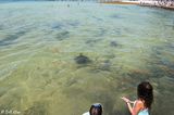 Loggerhead Turtle Release, Higgs Beach  6