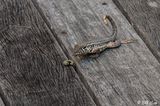 Curly-tailed Lizard with Monarch Caterpillar  1