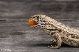 Curly-tailed Lizard   41