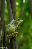 Tree Frog  11