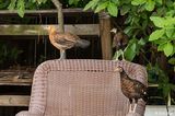 Chickens & Roosters  20