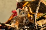 Baby Chickens Roosting  1