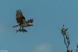 Osprey, Marquesas Keys  28