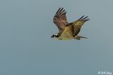 Osprey, Marquesas Keys  30