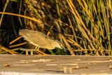 Black-crowned Night Heron  44