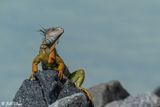 Green Iguana, Fort Zach   1