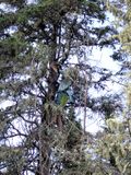 Chasing a Bear up a Tree