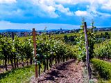 Steinberger Lage mit Blick nach Hallgarten