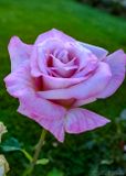 Rose in September