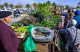 At the Farmers market