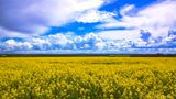 Fields