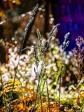 Glistering brightly