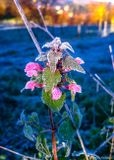 Winter flower