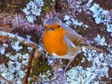 Robin 