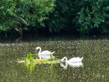 Schwanensee