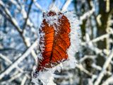 Crystal leaf