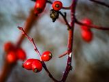Winter fruits