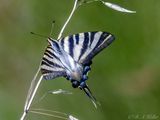 Segelfalter