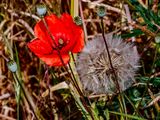 Poppy flower