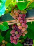 Gewrztraminer